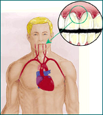 Влияние сердечно-сосудистой системы на здоровье зубов