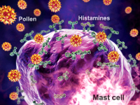 Гистамин в крови и его роль в организме. Факторы пищевой аллергии.